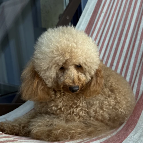 Галерея пет-ситтера Яна (4180)