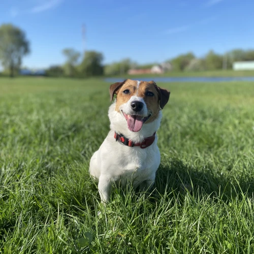 Галерея пет-ситтера Алина (39)