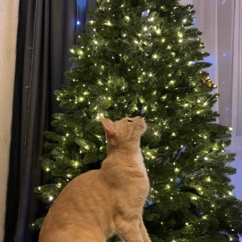 Галерея пет-ситтера Нина (96)