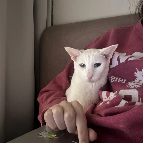 Галерея пет-ситтера Мария (842)