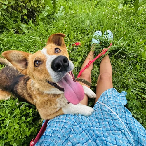 Галерея пет-ситтера Мария (842)