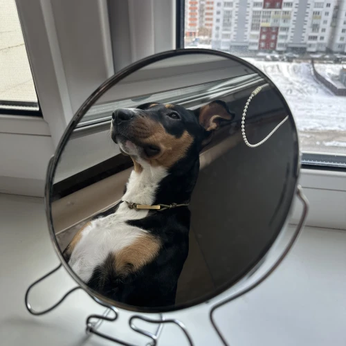 Галерея пет-ситтера Алина (39)