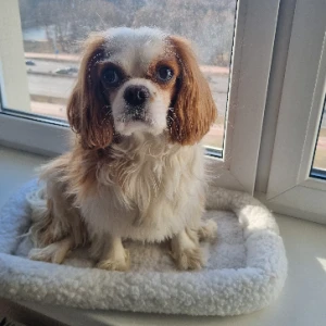 Аватар Виктория