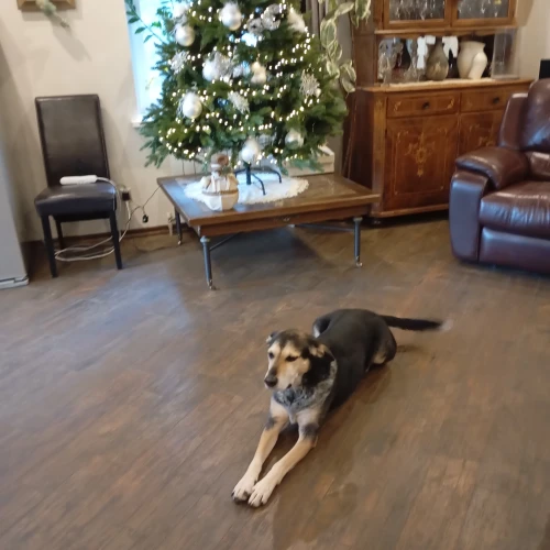 Галерея пет-ситтера Елена (1102)