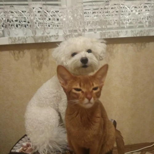 Галерея пет-ситтера Елена (1102)