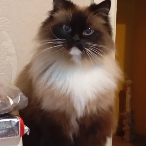 Галерея пет-ситтера Елена (1102)