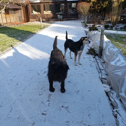 Галерея пет-ситтера Елена (1102)