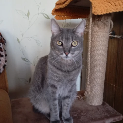 Галерея пет-ситтера Елена (1102)