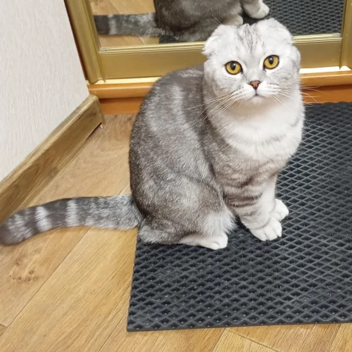 Галерея пет-ситтера Елена (1102)