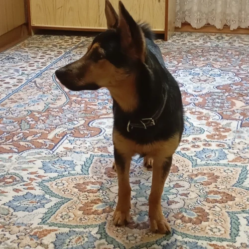 Галерея пет-ситтера Елена (1102)