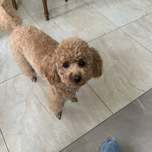 Галерея пет-ситтера Елена (457)