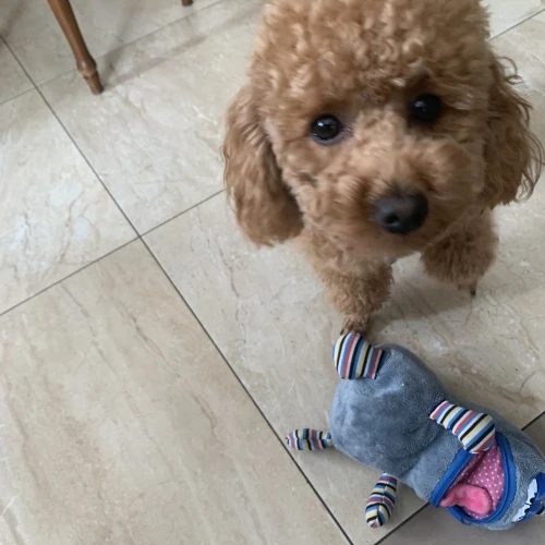 Галерея пет-ситтера Елена (457)