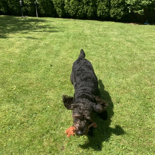 Галерея пет-ситтера Елена (457)