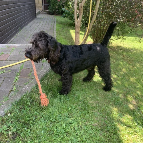 Галерея пет-ситтера Елена (457)