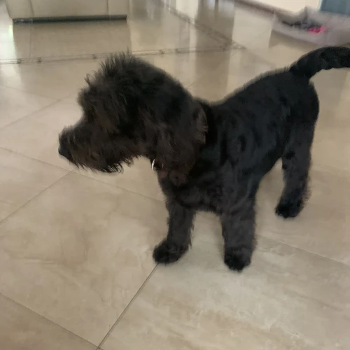 Галерея пет-ситтера Елена (457)