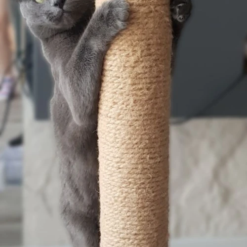 Галерея пет-ситтера Ирена (160)