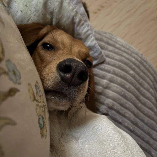 Галерея пет-ситтера Ангелина (2423)