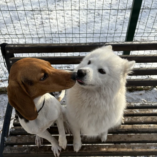 Галерея пет-ситтера Ангелина (2423)