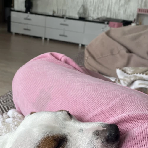 Галерея пет-ситтера Влада (553)