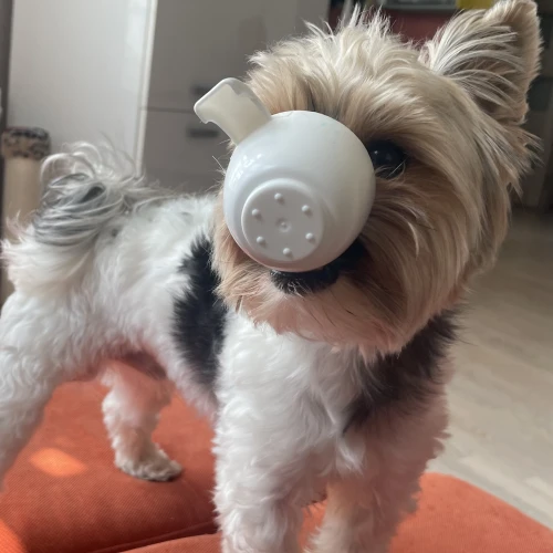 Галерея пет-ситтера Влада (553)