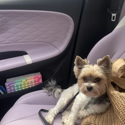 Галерея пет-ситтера Влада (553)