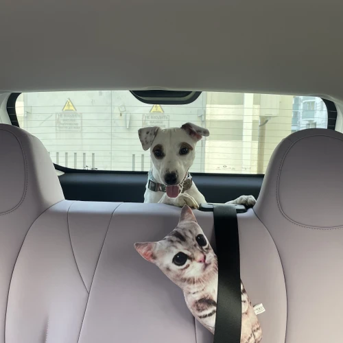 Галерея пет-ситтера Влада (553)