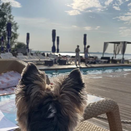 Галерея пет-ситтера Влада (553)