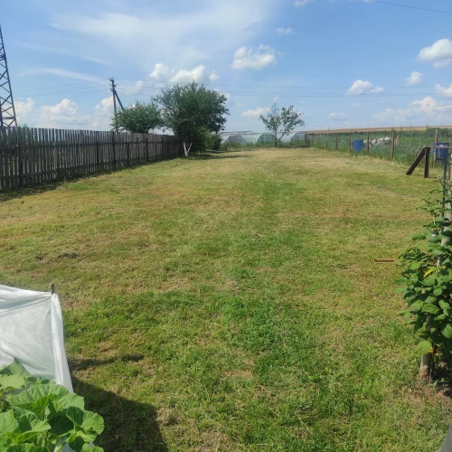 Галерея пет-ситтера Светлана (1268)