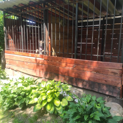 Галерея пет-ситтера Светлана (1268)