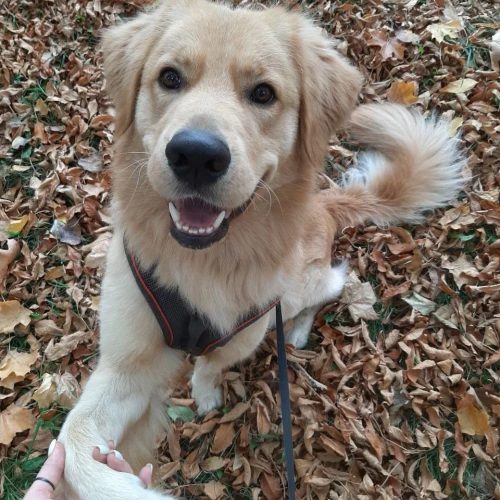 Галерея пет-ситтера Марина (2494)