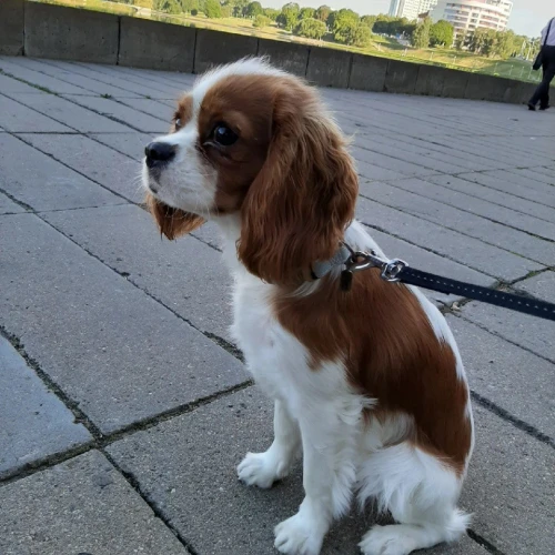 Галерея пет-ситтера Марина (2494)