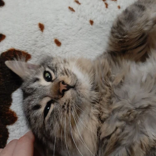 Галерея пет-ситтера Марина (2494)