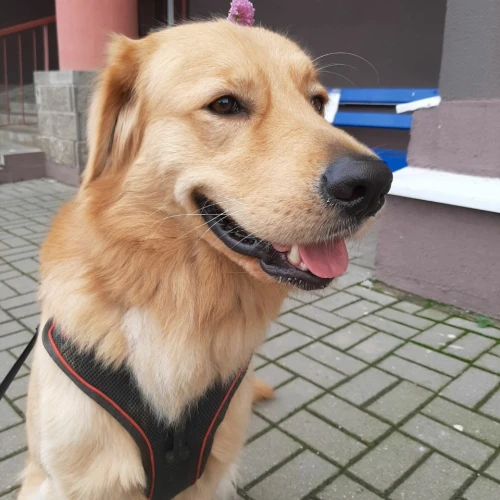 Галерея пет-ситтера Марина (2494)