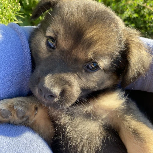 Галерея пет-ситтера Марина (2494)