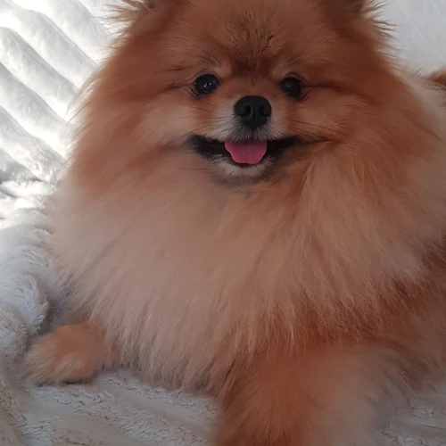 Галерея пет-ситтера Ирена (160)