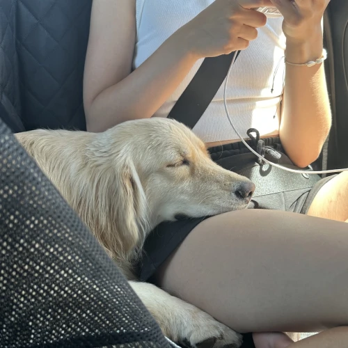 Галерея пет-ситтера Ксения (310)