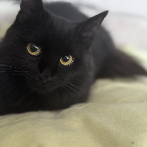 Галерея пет-ситтера Анна (2254)