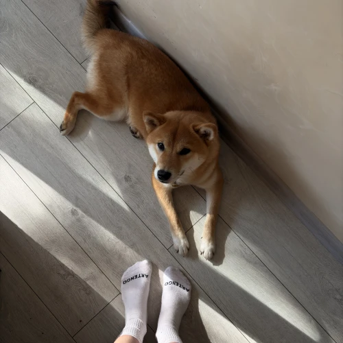 Галерея пет-ситтера Александра (2590)