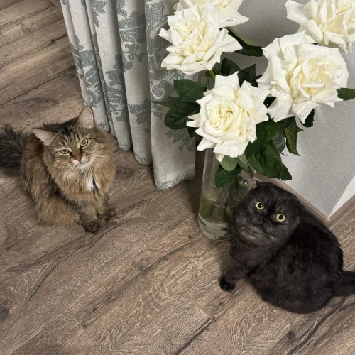 Галерея пет-ситтера Анна (2254)