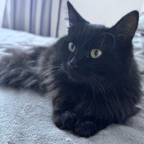 Галерея пет-ситтера Анна (2254)