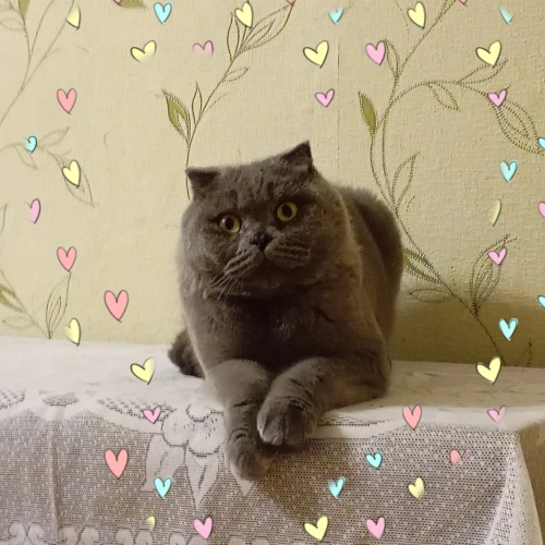 Галерея пет-ситтера Елена (1102)