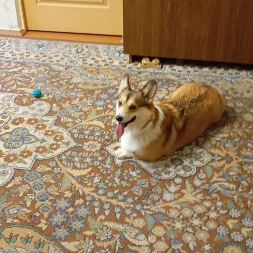 Галерея пет-ситтера Елена (1102)