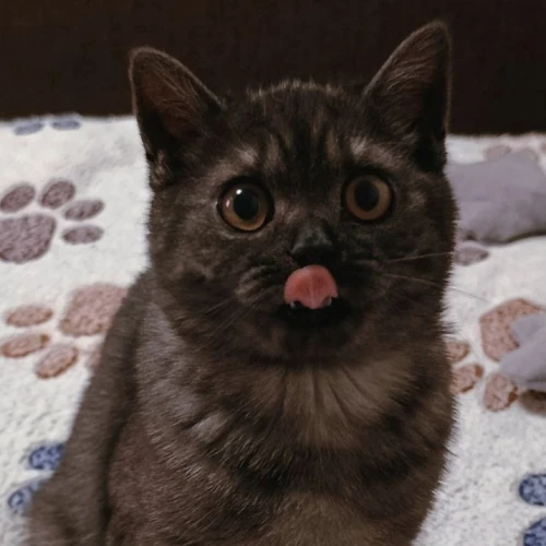 Фото instagram @petsfriend.by