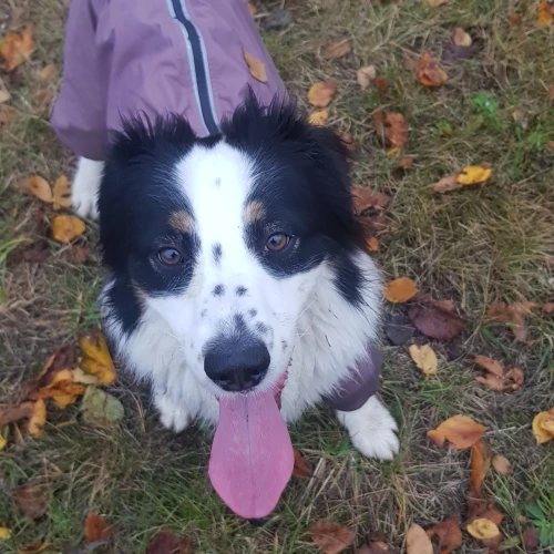 Галерея пет-ситтера Ирена (160)