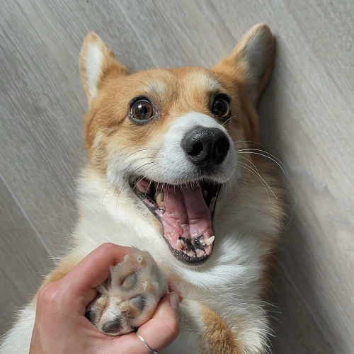 Фото instagram @petsfriend.by