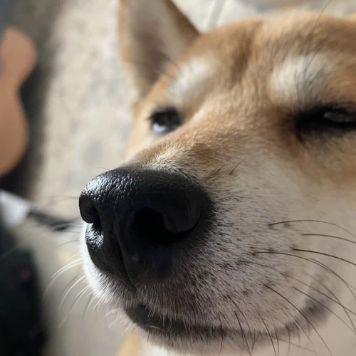 Фото instagram @petsfriend.by