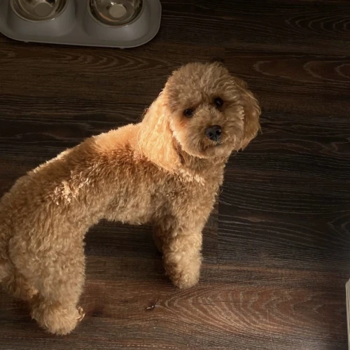 Фото instagram @petsfriend.by