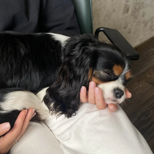 Фото instagram @petsfriend.by