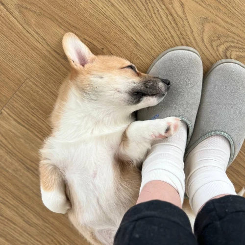 Фото instagram @petsfriend.by