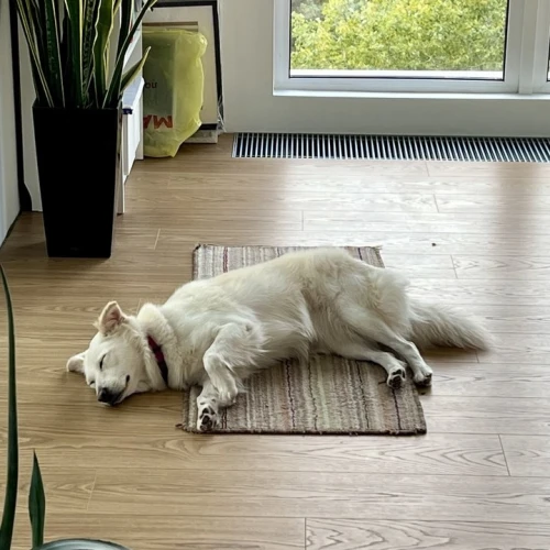 Фото instagram @petsfriend.by